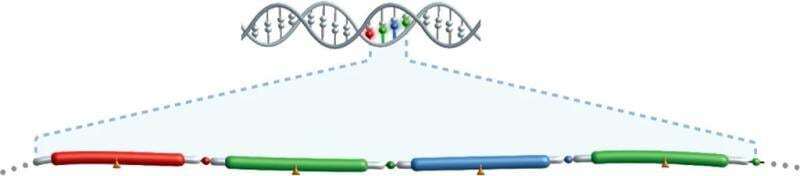 扩展测序方法示意图